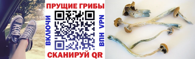 где купить наркоту  Дыгулыбгей  Псилоцибиновые грибы мицелий 